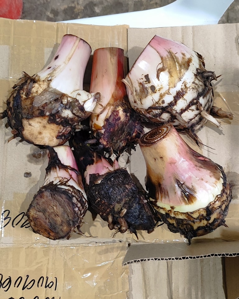 Fresh Lakatan saha received by buyer